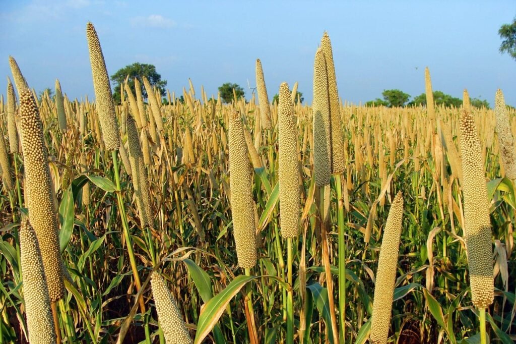 Why Millet Is Your Secret Weapon for Better Blood Sugar Control
